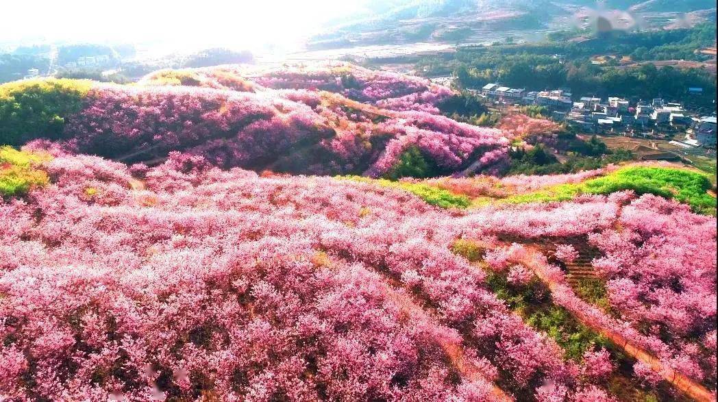 spring清流赖坊樱花园大田·仙居山樱花园是福建省最大的樱花种植基地