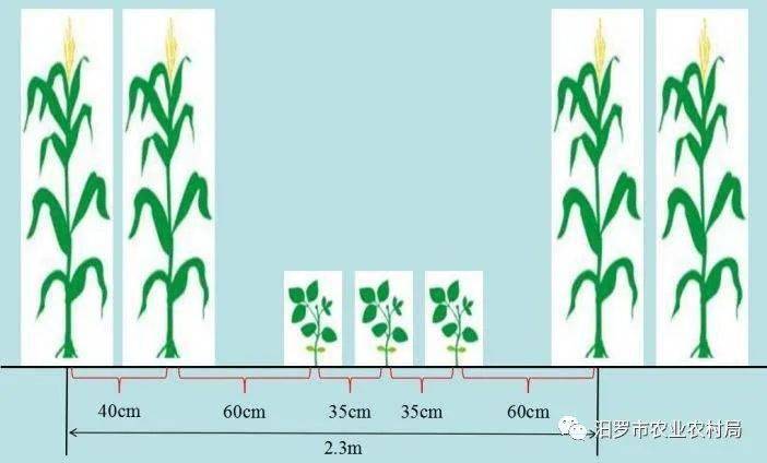 大豆玉米带状复合种植技术探究