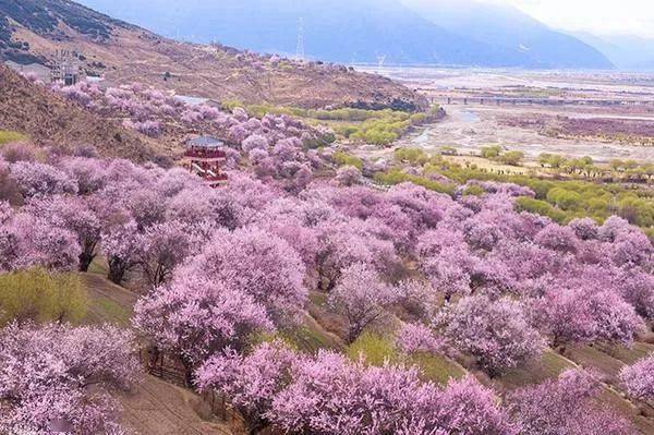 桃花盛开荒野外,溪岸边,山谷中,十里桃林十里花漫山遍野灼芳华三月是