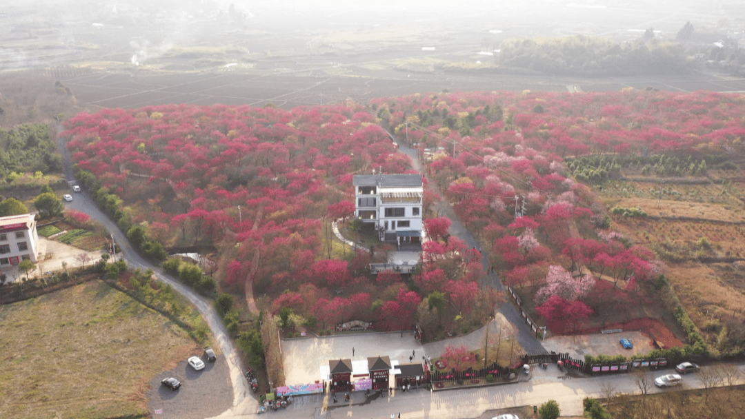 太美了桂阳县农科所千亩樱花迎春绽放周末快去观赏