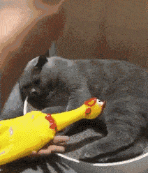 212_248gif 动态图 动图