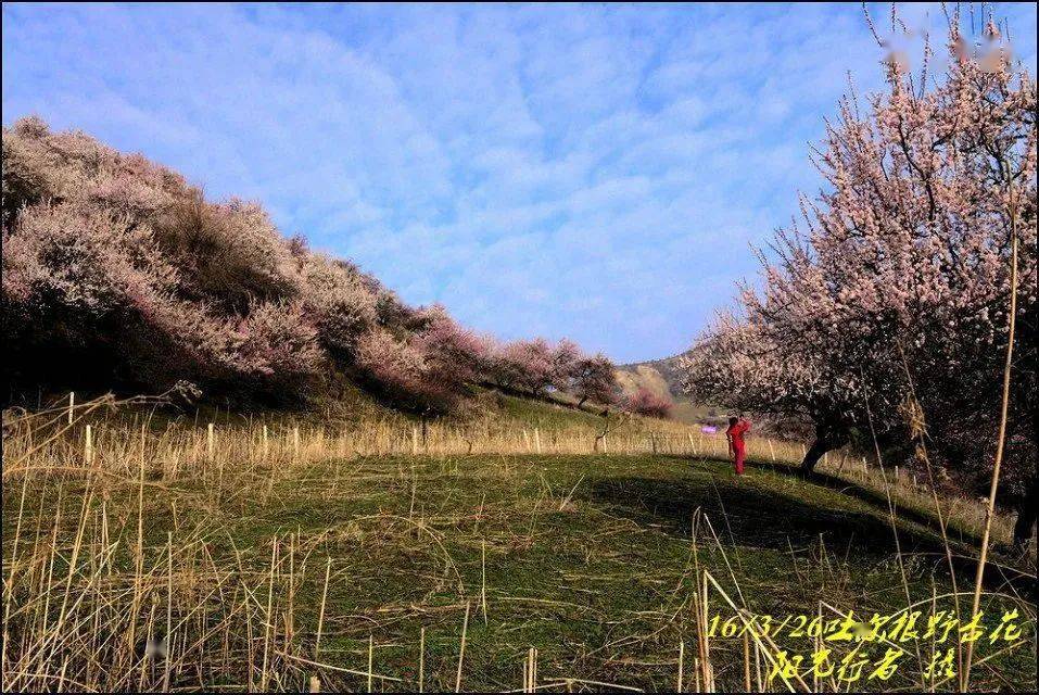 伊犁吐尔根杏花谷2022年花期预报含大西沟花期