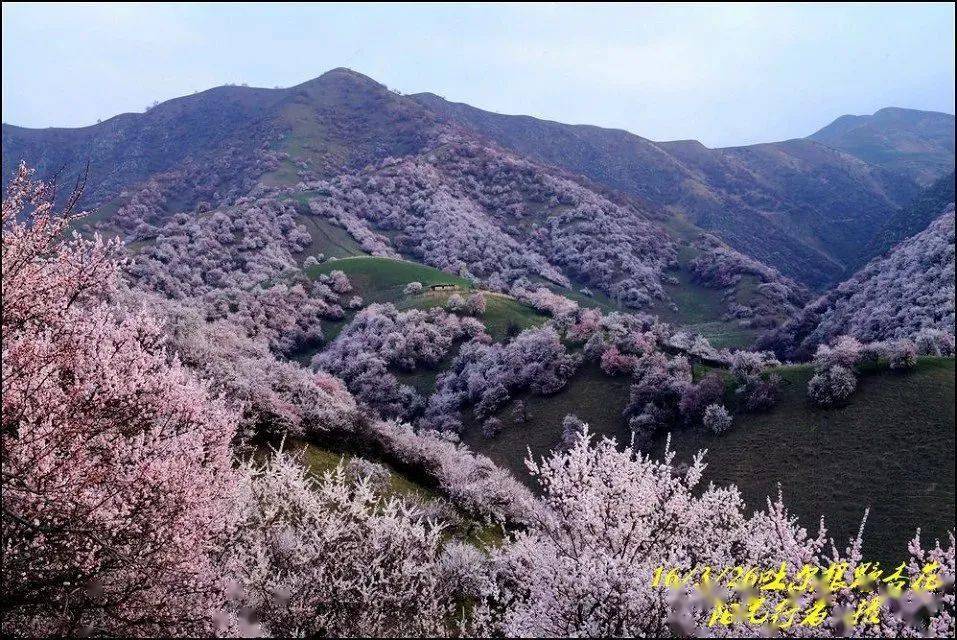 伊犁吐尔根杏花谷2022年花期预报含大西沟花期