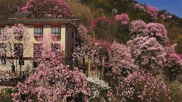 带你看北川每日一景④药王谷辛夷花儿开缤纷灿烂醉游人