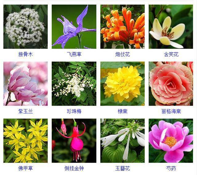 带你认识432种常见观花植物收藏