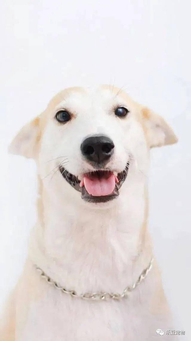 这只世上最幸福的流浪狗,用笑容治愈了世间的一切不美好_gluta_动物所