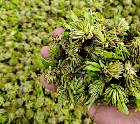 【产业强镇】小小雄花茶 铺就群众致富路_杜仲_加工_康县