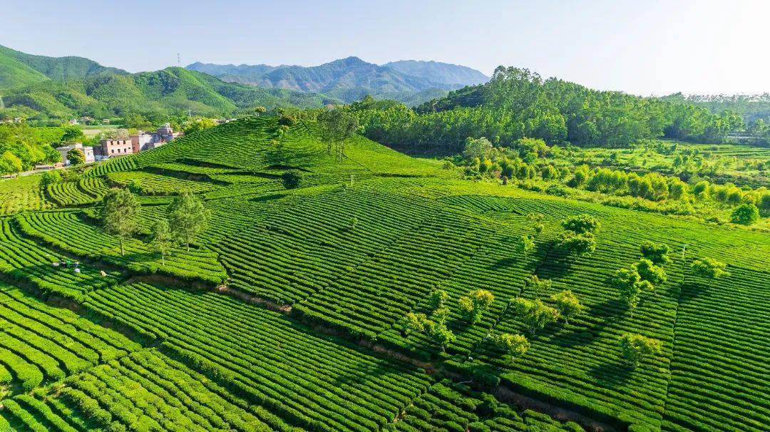 柏塘山茶 留下春天味道的最好方式_春茶_新绿_茶园