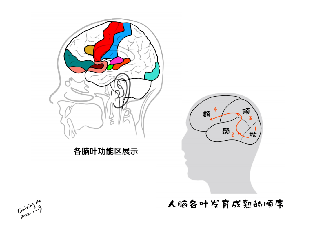 徐桂兴手绘额叶顶叶大脑皮层的解剖与功能一