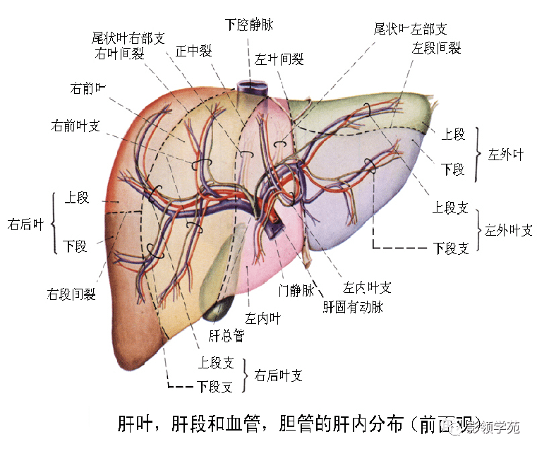 肝脏的表面解剖及分叶分段_门静脉_系统_韧带