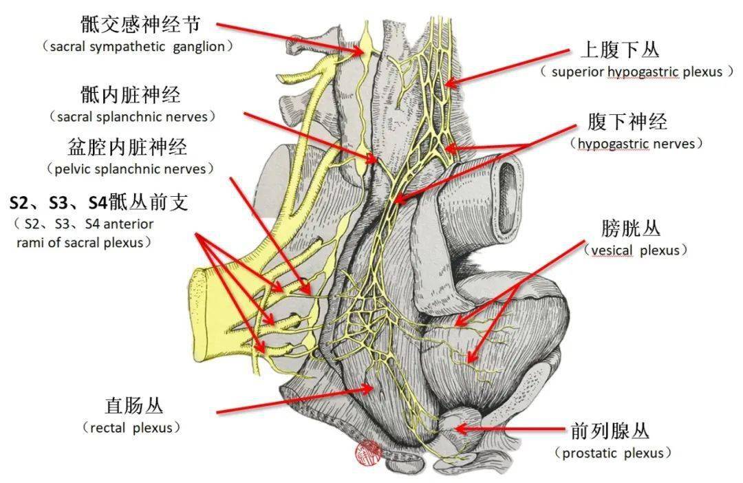 存在,所谓的直肠侧韧带也与腹腔韧带所具备的三大特征有着本质的区别