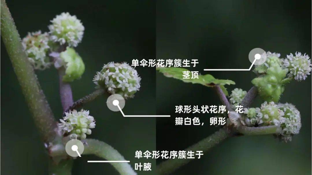 单伞形花序簇生于叶腋或茎端;花序的总花梗短于叶柄,有短硬毛;小伞形