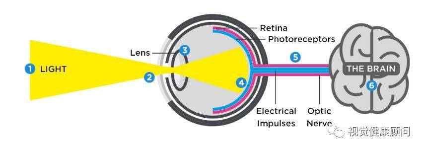 眼睛的工作原理