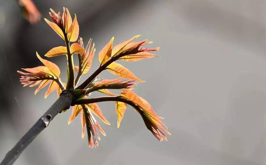 大椿 来自搜狐网