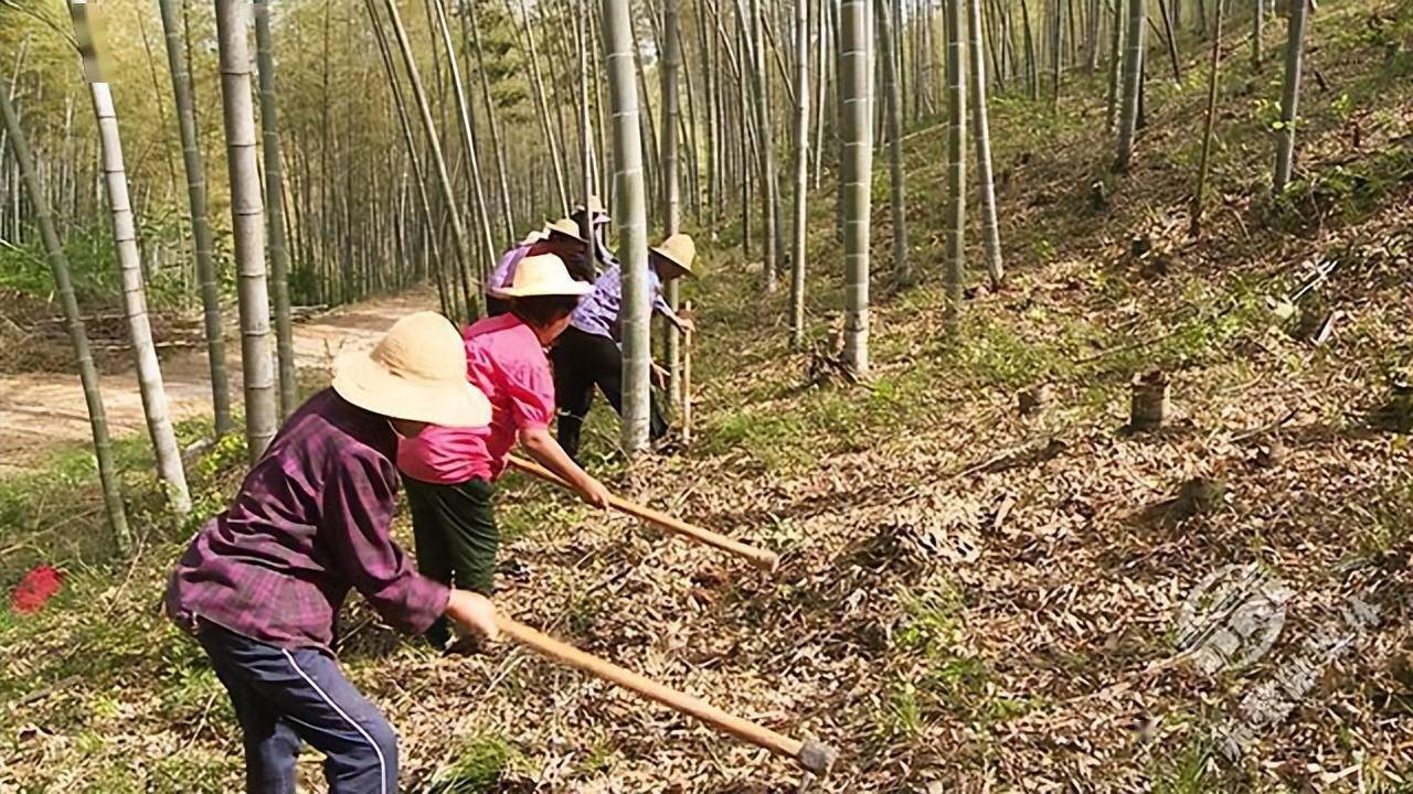 赤壁官塘驿林场发展林下经济助力乡村振兴