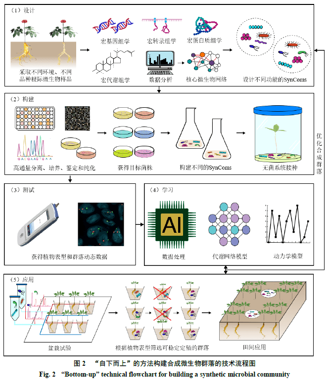 合成微生物群落构建技术在药用植物栽培领域的应用