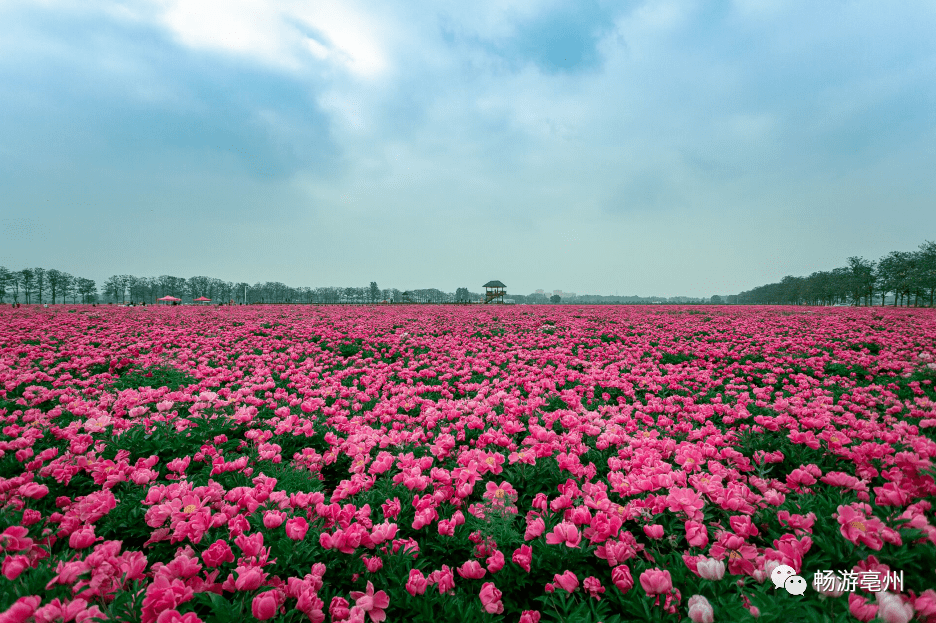 万亩芍花已盛开,这波美图请收好~_陈海红_亳州_花海