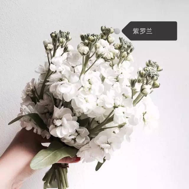 50种常见鲜花的花语大全扫盲贴