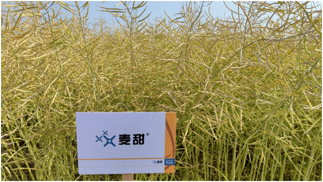 先正达专利杀菌剂麦甜:抗击油菜菌核病,保障国家食用油供给安全_江西