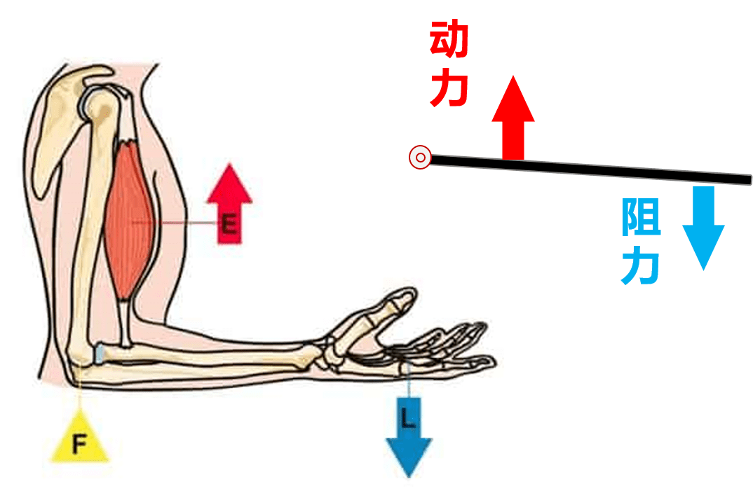 杠杆原理在人体中关节处无处不见,不断进化让人体成为了一个复杂而