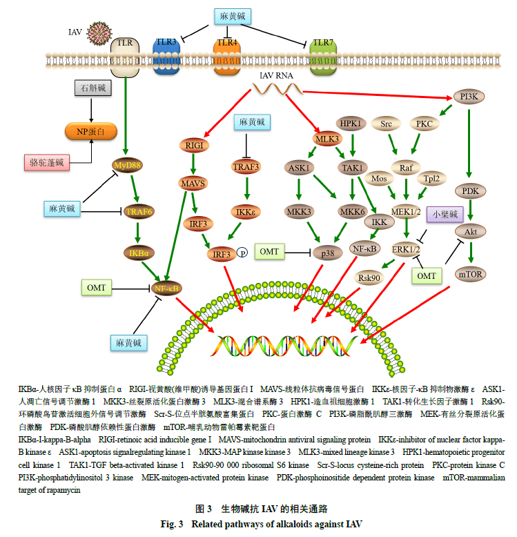 生物碱抗iav主要通过调控mapk/erk信号通路,调节tlr信号通路中相关