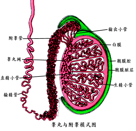 梗阻性无精子症是指由于输精管道的梗阻使精子的运输发生障碍而产生的