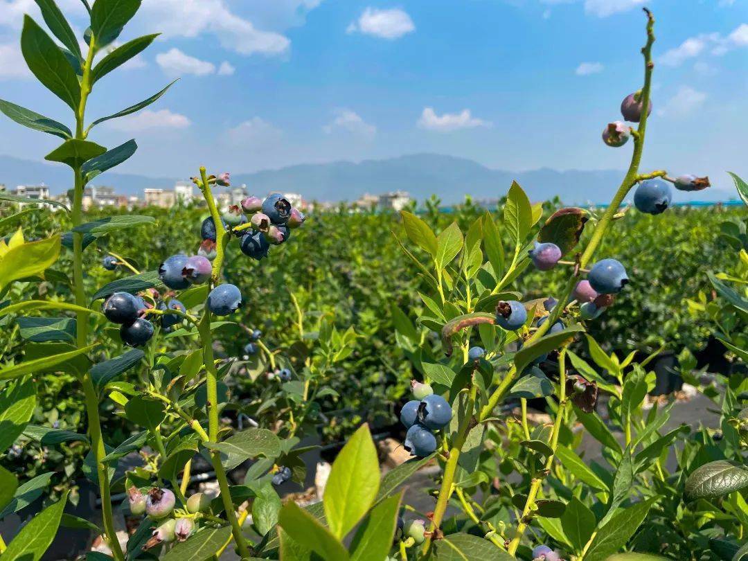 减少污染提升效益澄江无土栽培蓝莓有前景