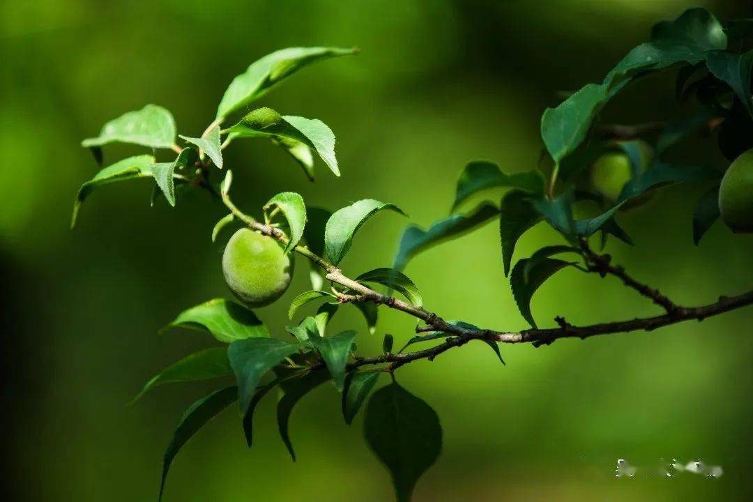 一颗颗小梅子躲藏在密密的叶子后