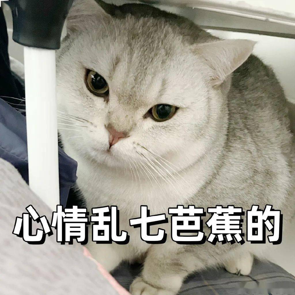 心情乱七八蕉的丨第399期表情包_猫咪_猫群_tou