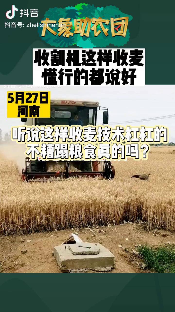 听说这样收麦技术杠杠的不糟蹋粮食是真的吗收麦收割三农麦子熟了小麦