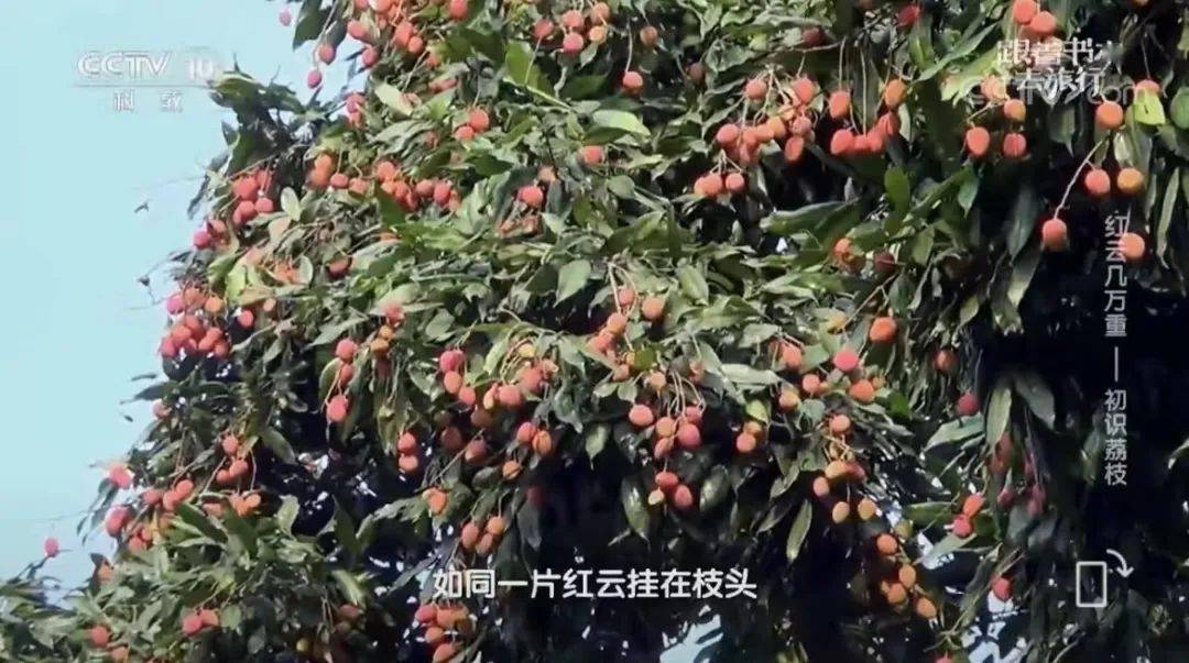 本期节目我们将循着苏轼的《食荔支二首》之二,来到广东茂名最大的