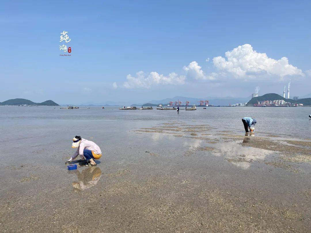 乘风破浪的7月,一起去莼湖赶海吧!_海水_沙滩_贝类