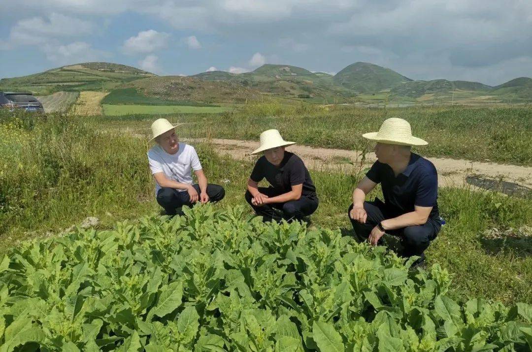 草坪动态陶仲军在草坪乡调研指导产业发展等当前重点工作