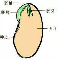 吸收发挥作用(一般单子叶杂草为芽鞘吸收,双子叶杂草为下胚轴吸收,根