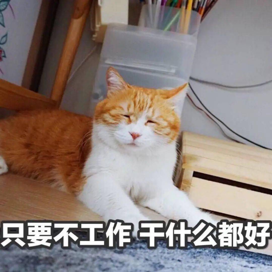 不想上班工作篇一起来欣赏猫猫狗狗表情包~接稳了,斗图不能输!