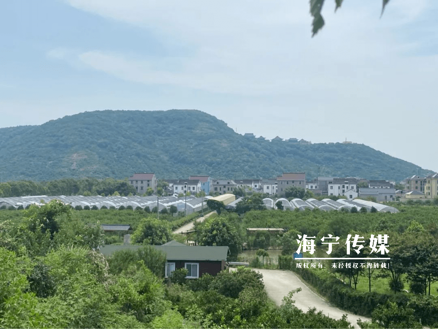 ▼这里种植了13亩台湾蜜宝火龙果大潮君看到在黄湾镇尖山村圣欢家庭