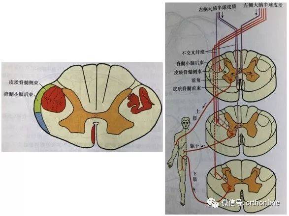 一文读懂脊髓的解剖和定位诊断