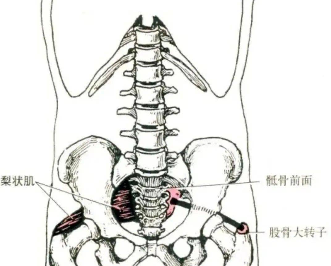 三角肌的解剖