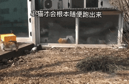 但并没有马上吃掉,而是努力地将鸡胸肉拖起来叼着跑走了