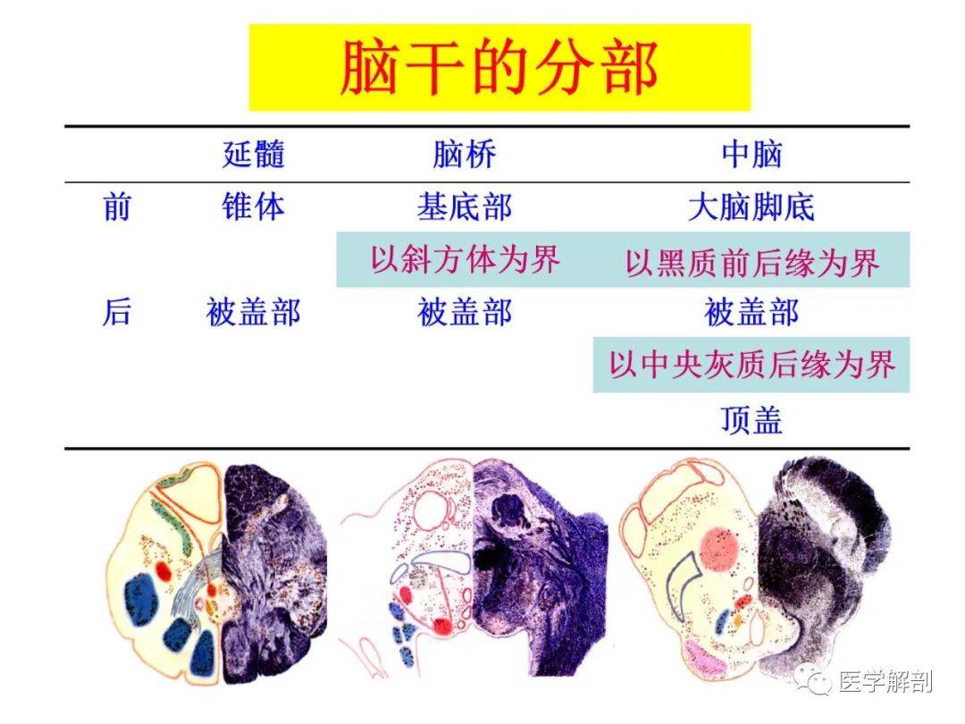 脑干分为哪三部分 来自搜狐网