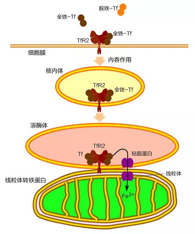 转铁蛋白和转铁蛋白受体更新_细胞_哺乳动物_功能