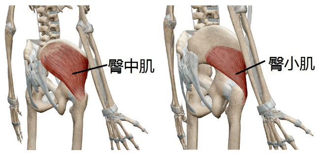 【腾康锦囊】第26期 如何与臀小肌,臀中肌损伤的鉴别_大腿_病变_髋