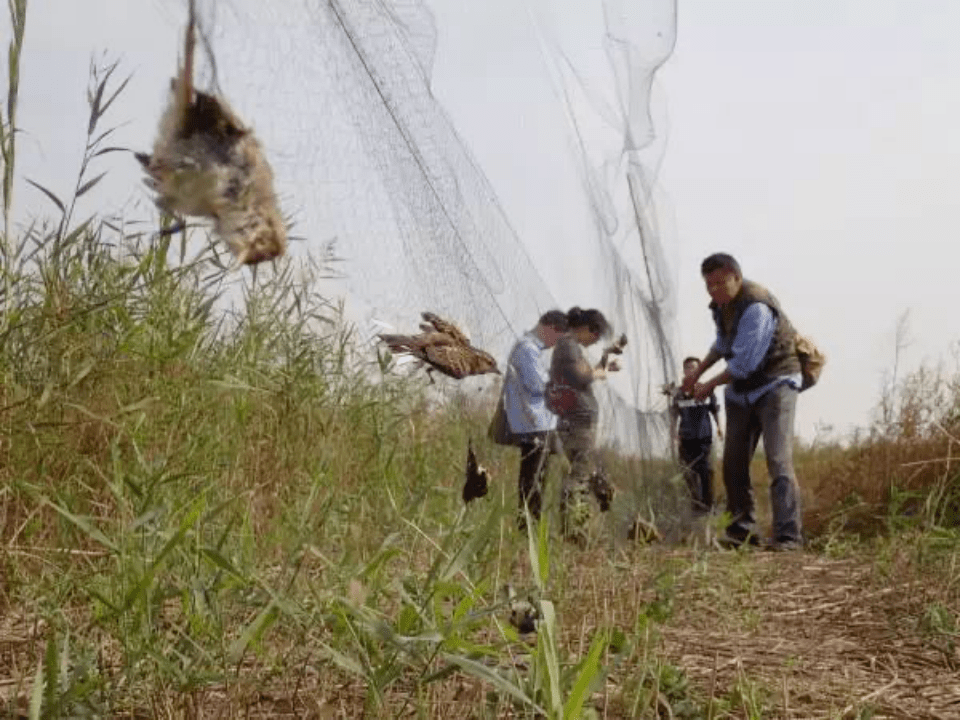 野生动物栖息地正逐渐破碎或丧失