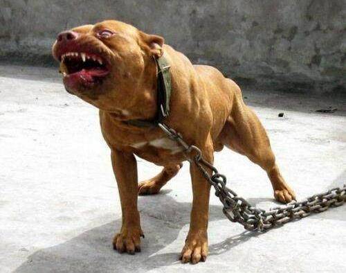 1,比特犬(美国斗牛梗:要说世界上最凶猛的狗,那么比特犬就是当之无愧