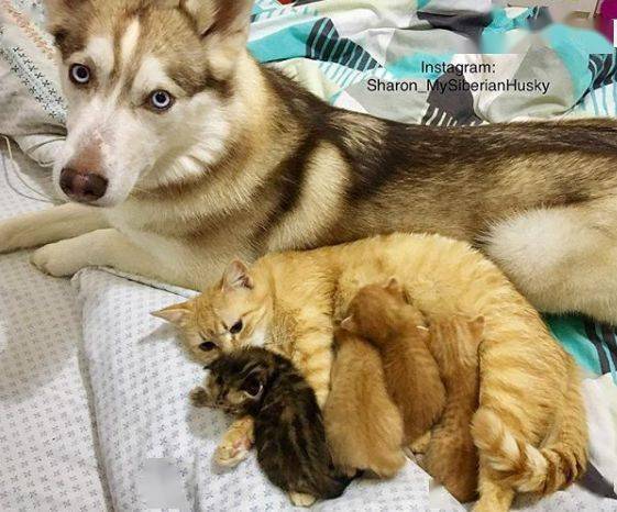 为了照顾10只小奶猫,二哈都顾不上拆家了,可忙坏了!_小猫_群小_哈士奇