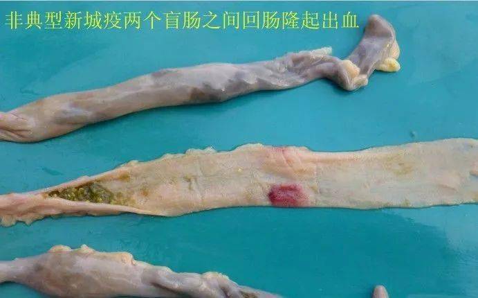 零基础学习家禽疾病诊断及解剖流程详解_皮肤_粪便_腹部