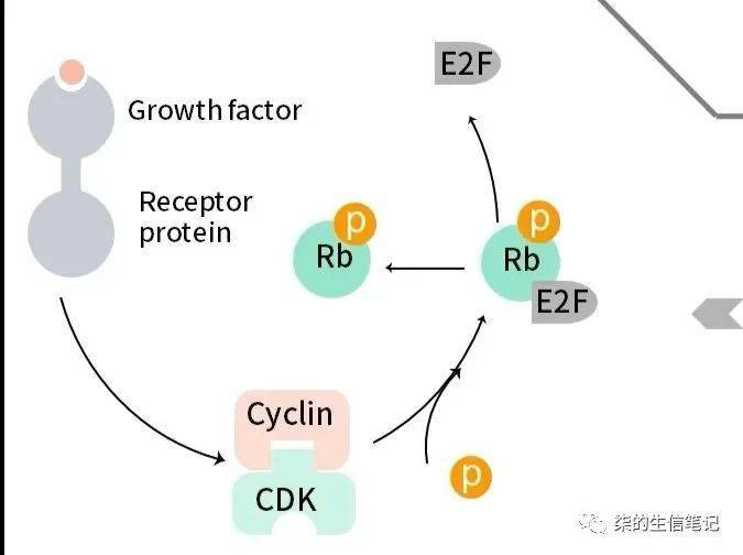 细胞周期及调控通路_cyclin_进行_因子