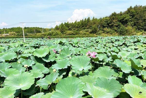 冷水滩麦子园村：破译从零到百蝶变的“密码”