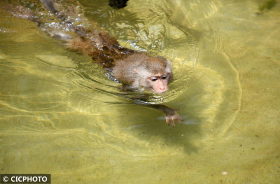广东广州：猕猴戏水 清凉一“夏”