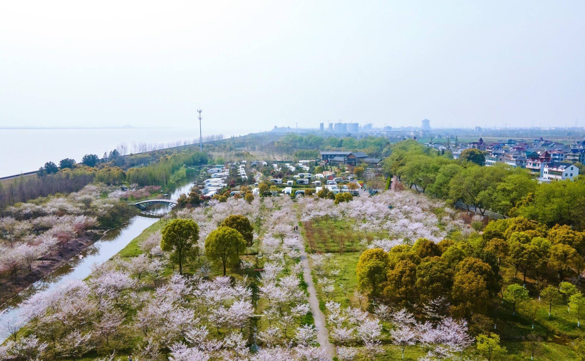 杭州周边赏樱好去处，钱塘江边6000多株樱花正盛开，不要门票